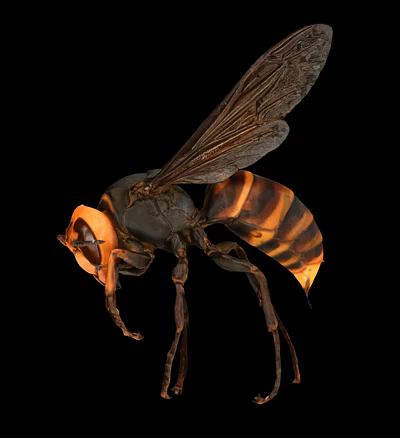 Wasp With Yellow And Black Striped Body Transparent Wings Compound Eyes Isolated On Black Background 3d model