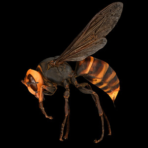 Modern Wasp 3d model