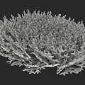 Aquatic Animals Inhabiting Branching Coral Structure Underwater Habitat
