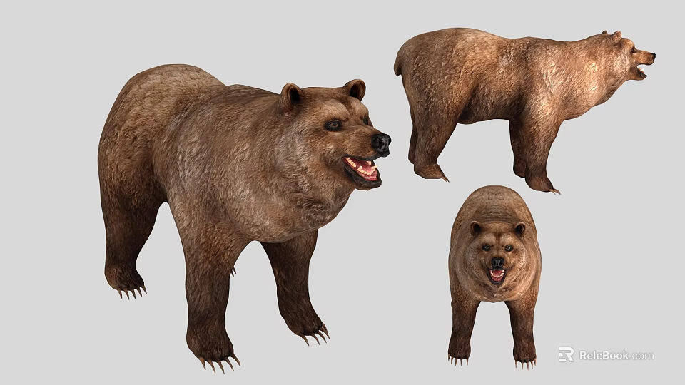 Brown Bear 3D Model Displaying Different Angles Fur Claws And Open Mouth Details 3d model 