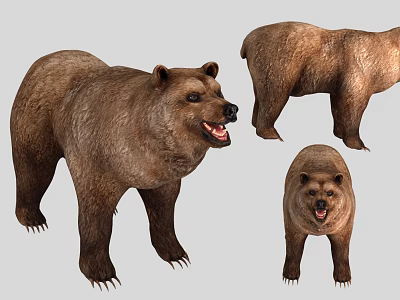 Brown Bear 3D Model Displaying Different Angles Fur Claws And Open Mouth Details 3d model