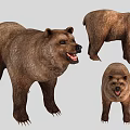 Brown Bear 3D Model Displaying Different Angles Fur Claws And Open Mouth Details 3d model
