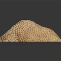 Yellow Marine Sponge Animal With Honeycomb Texture And Reflection On Black Background