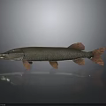 Slender Fish With Brown And Red Fins On Gray Background With Reflection