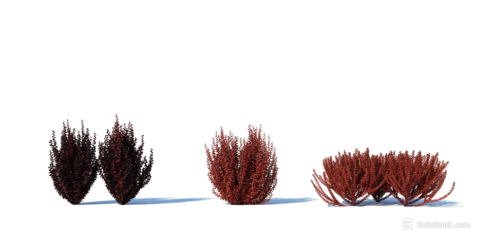 Red Leafy Shrubs With Dense Foliage Arranged In Garden 3d model 