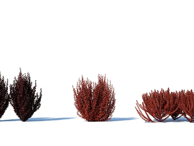 Red Leafy Shrubs With Dense Foliage Arranged In Garden 3d model