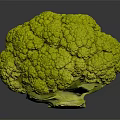 Vibrant Fresh Green Broccoli Head with Crisp Florets Isolated on Dark Background