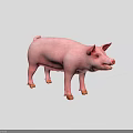Standing Plump Pink Pig With Prominent Ears Open Mouth And Short Legs On Gray Background