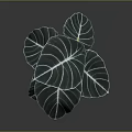 Houseplant With Large Green Leaves White Veins And Dark Purple Edges In Grey Concrete Pot
