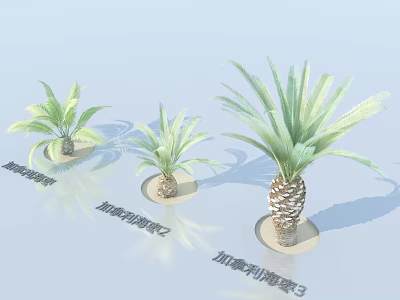 Three Varieties of Canary Island Date Palm Trees with Green Fronds and Trunks 3d model