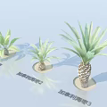 Three Varieties of Canary Island Date Palm Trees with Green Fronds and Trunks