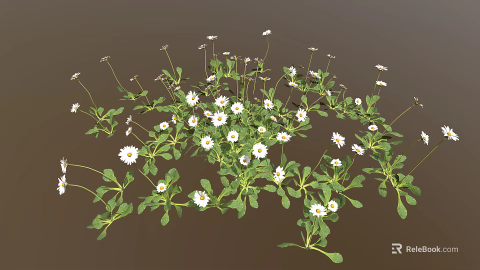Small White Daisy Plants with Green Leaves Forming Natural Flower Patch 3d model 