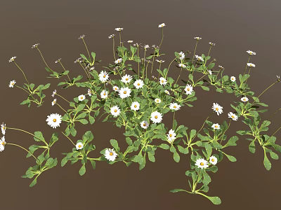 Small White Daisy Plants with Green Leaves Forming Natural Flower Patch 3d model