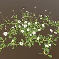 Small White Daisy Plants with Green Leaves Forming Natural Flower Patch