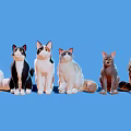 Group of Different Cat Breeds Sitting Together on Blue Background