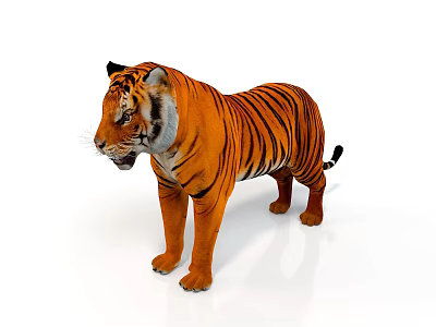 Majestic Tiger With Orange And Black Stripes Standing On White Background Displaying Realistic Fur Details 3d model