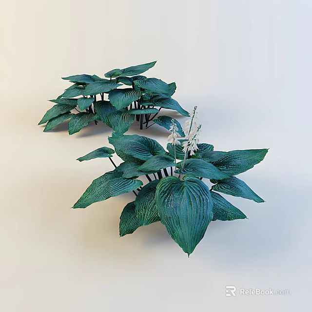 Lush Green Hosta Plants With Large Leaves For Garden Decoration 3d model 