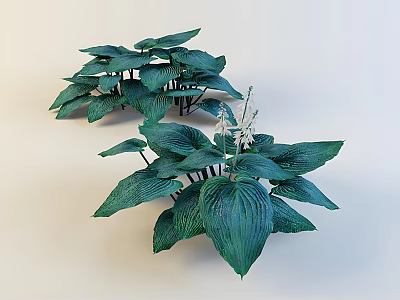 Lush Green Hosta Plants With Large Leaves For Garden Decoration 3d model