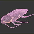 Cockroach With Black Brown Body White Spots And Red Legs On Dark Background