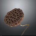 Dried Brown Lotus Seed Pod With Textured Surface On Dark Background 3d model