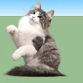 Adorable Gray And White Cat Sitting And Raising Front Paws On White Background