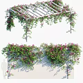 Lush Green Vines With Pink Flowers Growing On Pergola And White Wall