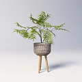 Elegant Bonsai Plant with Woven Pot Three Legged Wooden Stand and Green Fern Leaves