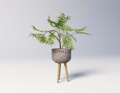 Elegant Bonsai Plant with Woven Pot Three Legged Wooden Stand and Green Fern Leaves 3d model