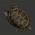 Reptile Turtle With Brown Textured Shell In Dorsal View On Gray Background 3d model