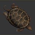 Turtle Turtle Cartoon Turtle Snapping Turtle Chickbill Turtle Reptile Cold Blooded Animal Reptile Reptile Class 3d model