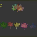 Vibrant Autumn Maple Leaves In Various Colors Arranged With Reflections On Gray Background