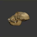 Detailed Animal Skull Skeleton With Visible Teeth And Natural Bone Texture