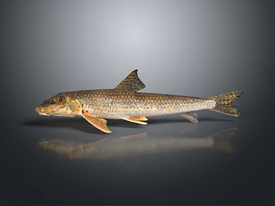 Detailed Spotted Fish With Orange Fins On Gray Reflective Surface 3d model