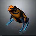 Vibrant Orange Black and Blue Patterned Frog with Colorful Body and Blue Legs