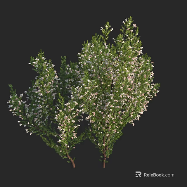 Green Leaf Shrub with White Small Flowers Against Black Background 3d model 