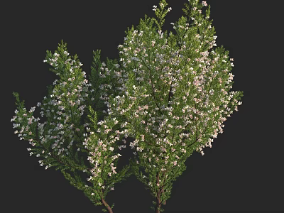 Green Leaf Shrub with White Small Flowers Against Black Background 3d model