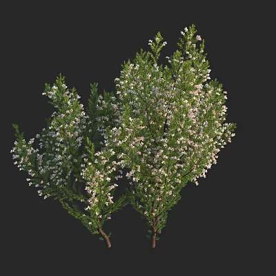 Green Leaf Shrub with White Small Flowers Against Black Background 3d model
