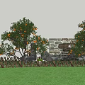 Modern Orange Tree Citrus Tree Orange Tree Mai Huo Ponkan Orange Qingcan Varieties Fruit Tree 3d model