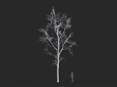 Leafless Tree With White Trunk And Branches On Black Background With Small Human Silhouette 3d model