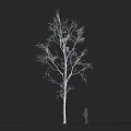 Leafless Tree With White Trunk And Branches On Black Background With Small Human Silhouette 3d model