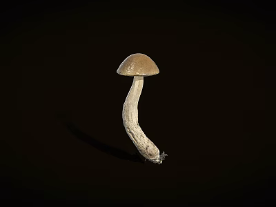 Fresh Edible Mushroom Vegetable With Brown Cap And White Stem On Black Background 3d model