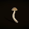 Fresh Edible Mushroom Vegetable With Brown Cap And White Stem On Black Background
