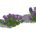 Beautiful Purple And Pink Flower Plants With Green Leaves In Garden Clusters