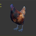 Red Brown Chicken Full Body With Red Comb Standing On Dark Background