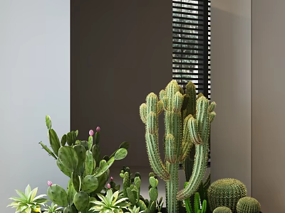 Indoor Mixed Cactus And Succulent Arrangement With Columnar Round Cacti And Pink Flower Plants 3d model