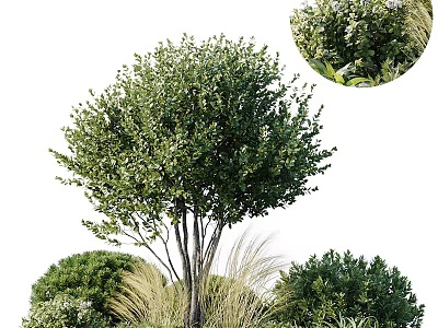 Vibrant Green Shrubs With Lush Foliage And Rounded Canopy In Garden Landscape Design 3d model