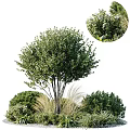 Vibrant Green Shrubs With Lush Foliage And Rounded Canopy In Garden Landscape Design
