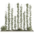 Bonsai Potted Plants With Hanging Vines Lush Green Leaves And Vertical Growth