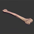 Human Skeletal Bone Organ With Detailed Texture On White Background