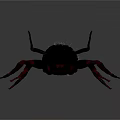 Detailed Black and Red Spider With Long Legs Hairy Body On Dark Background